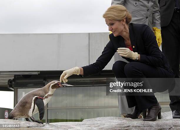 Danish Prime Minister Helle Thorning-Schmidt feeds penguins at the Oceaneum during the Baltic Sea States Council summit in Stralsund on May 31, 2012....