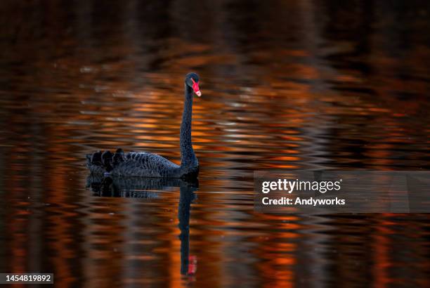 beautiful black swan (cygnus atratus) - black swans stock pictures, royalty-free photos & images