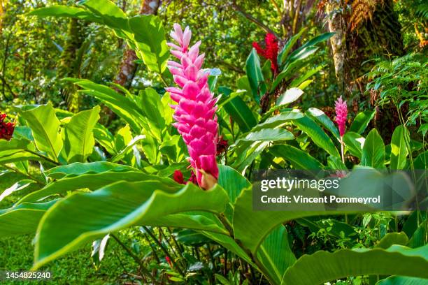 tahiti island - tahiti flower stock pictures, royalty-free photos & images