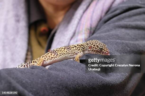 japanese grass lizard on pet owner's arm,side profile. tounge out - exotisches haustier stock-fotos und bilder