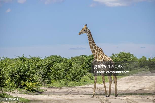 male giraffe crossing a dirt road - animal body stock pictures, royalty-free photos & images