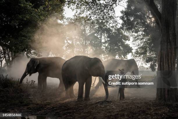 thai mahout and elephants - elephant at home stockfoto's en -beelden