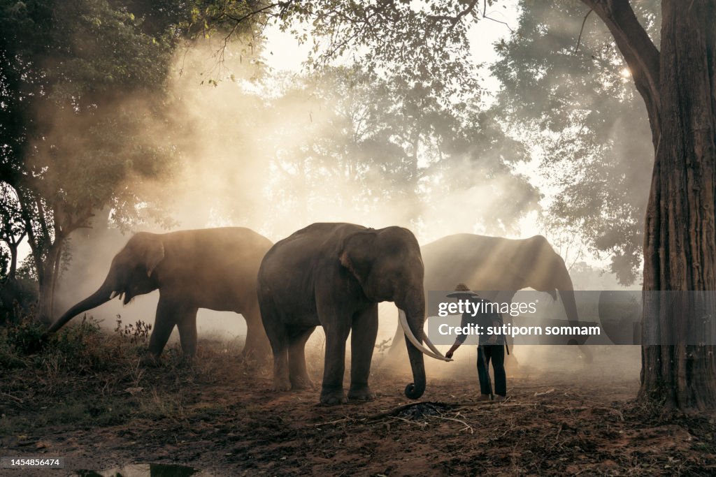 Young mahout and his three elephants in the park