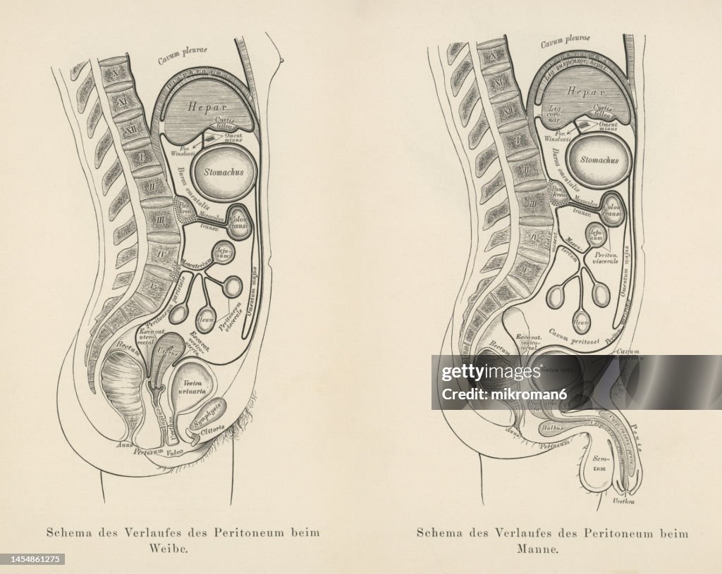 Old engraved illustration of the Human peritoneum (serous membrane forming the lining of the abdominal cavity or coelom)