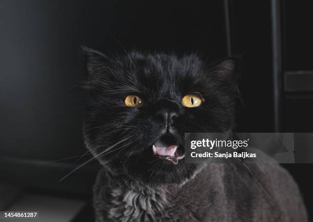 hungry cat - meowing bildbanksfoton och bilder