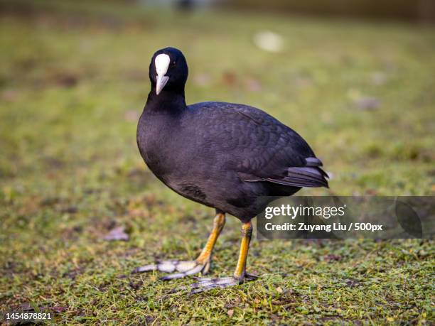 close-up of coot perching on field,ghent,belgium - 東フランダース ストックフォトと画像