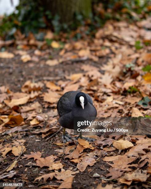 close-up of coot perching on field,ghent,belgium - 東フランダース ストックフォトと画像