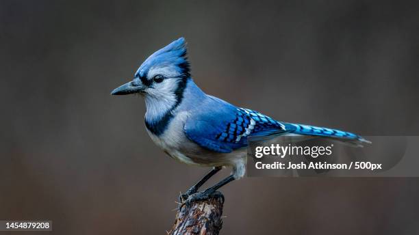 hope everyone had a safe holiday season,marietta,ohio,united states,usa - blue jay stock pictures, royalty-free photos & images