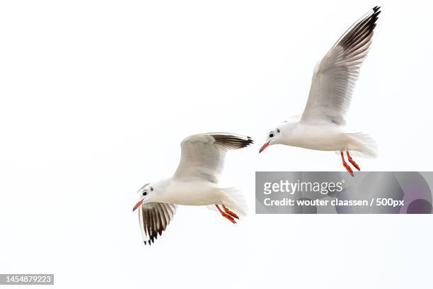 low angle view of seagulls flying against clear sky,dishoek,pp koudekerke,netherlands - spread wings stock pictures, royalty-free photos & images