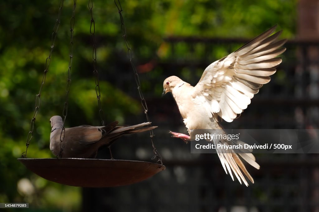 Close-up of birds flying against sky