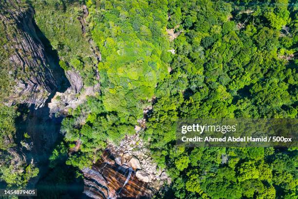 high angle view of trees growing on field,blue mountains,new south wales,australia - blue mountains australia stock pictures, royalty-free photos & images