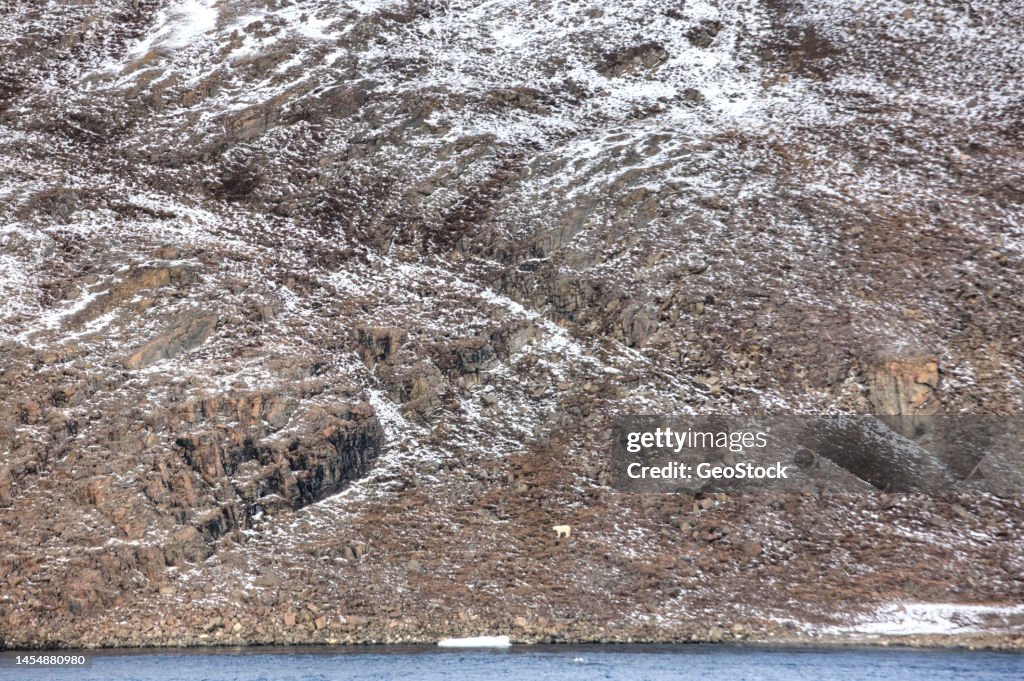A polar bear walks along a rocky landscape