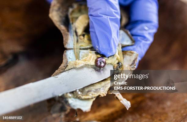 close up of oyster pearl - oysters in the ocean stock-fotos und bilder