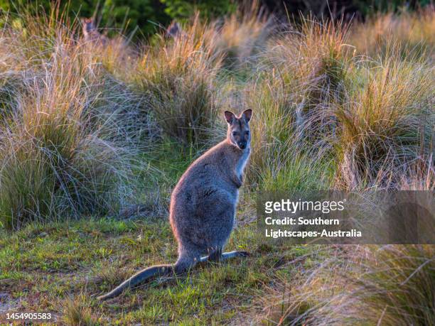 bennetts wallaby, king island, bass strait, tasmania, australia. - wallaby foto e immagini stock