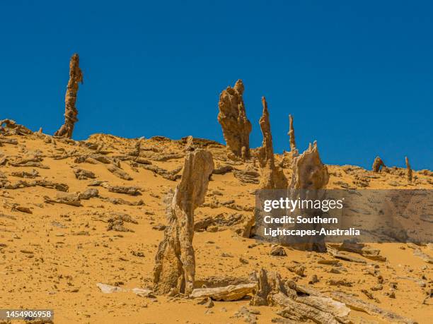 the calcified forest on king island, bass strait, tasmania, australia. - calcification stock pictures, royalty-free photos & images