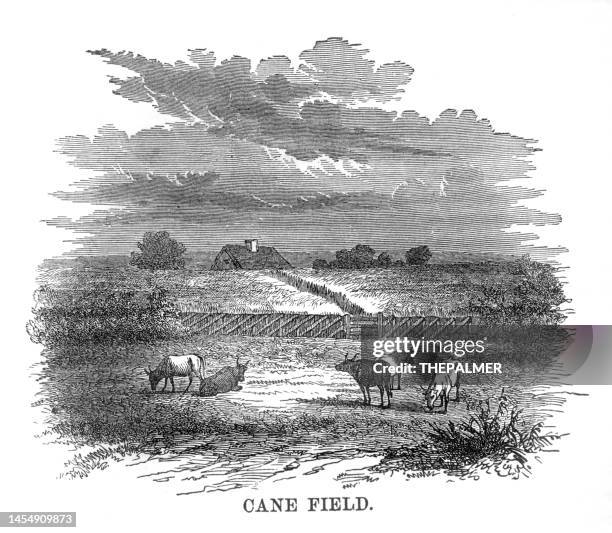 cane field engraving 1882 - sugar cane stock illustrations