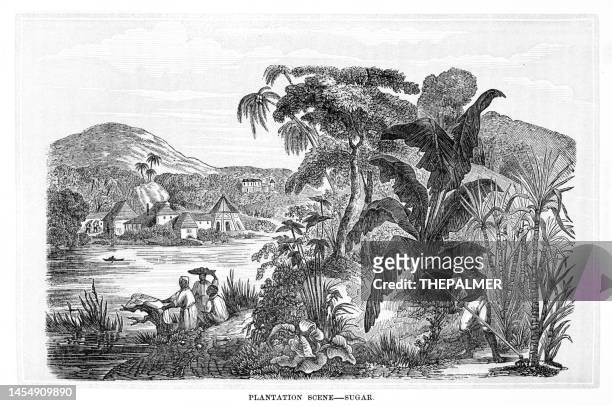 plantagenszene - zuckerstich 1882 - sugar cane field stock-grafiken, -clipart, -cartoons und -symbole