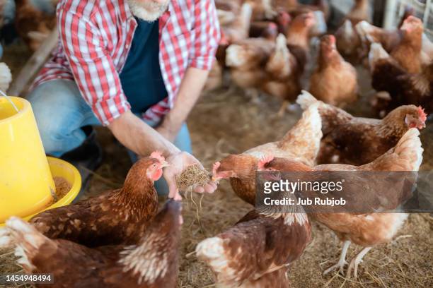 the husband and wife take care of the chickens on the farm and collect the eggs to sell or eat. - henne stock-fotos und bilder