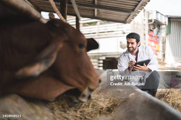 doctor doing a health check on a cow taking care of a beef farm with equipment and tools. - vaccination barn asian stock pictures, royalty-free photos & images