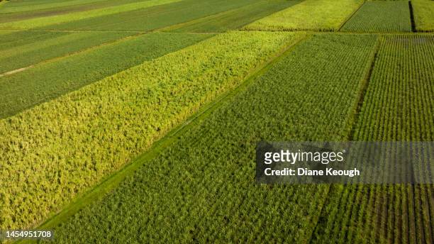 aerial view of fields of sugar cane - sugar cane field stock pictures, royalty-free photos & images
