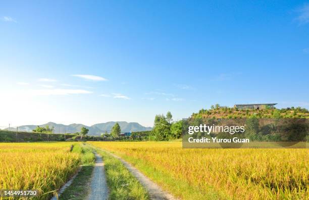 rice paddy harvested in xinhui district of jiangmen, south china’s guangdong province. - guangdong province stock pictures, royalty-free photos & images