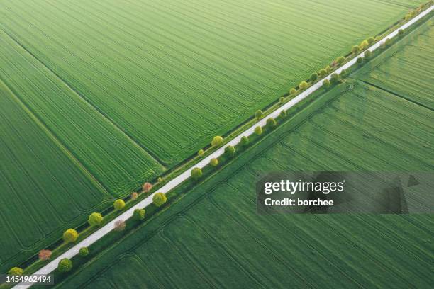 idyllic tree-lined country road - country road imagens e fotografias de stock