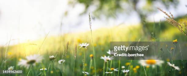summer meadow - spring background fotografías e imágenes de stock
