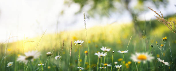 summer meadow - spring landscape stock pictures, royalty-free photos & images