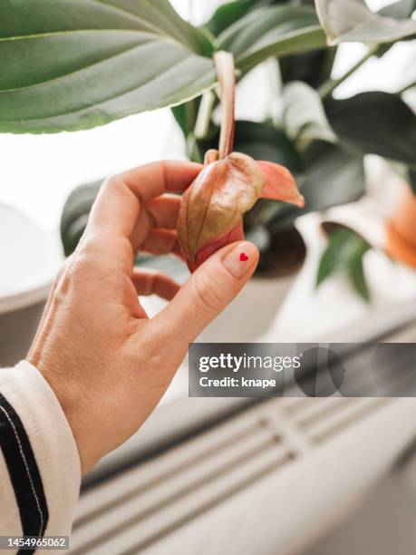 medinilla magnifica ans hand with nail manicure in form of heart caring for houseplant in window at home - heart nail art stock pictures, royalty-free photos & images