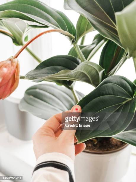 medinilla magnifica ans hand with nail manicure in form of heart caring for houseplant in window at home - heart nail art stock pictures, royalty-free photos & images