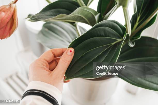 medinilla magnifica ans hand with nail manicure in form of heart caring for houseplant in window at home - heart nail art stock pictures, royalty-free photos & images