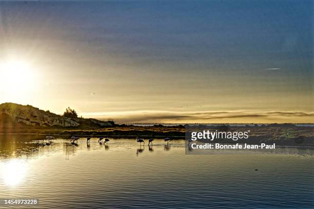 flamingos in the sunset - aude foto e immagini stock