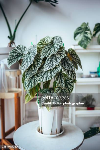 begonia plant in bedroom - schiefblattgewächse stock-fotos und bilder