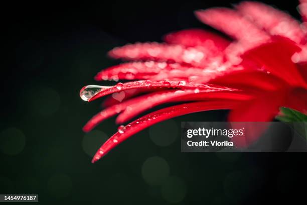 gerbera flower with drops - heart shaped bokeh - flower extreme close up stock pictures, royalty-free photos & images