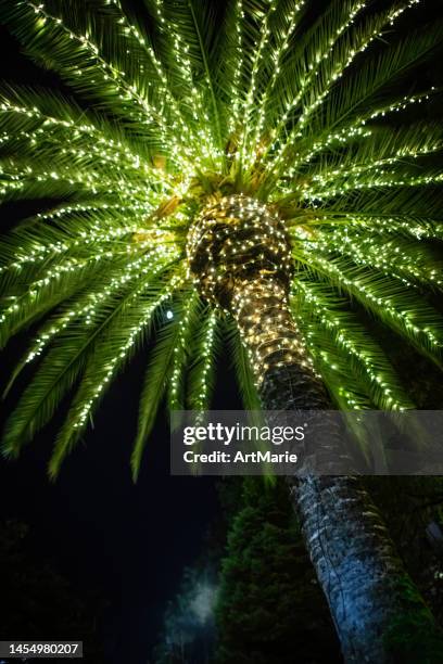 palme geschmückt zu weihnachten - christmas palm tree stock-fotos und bilder