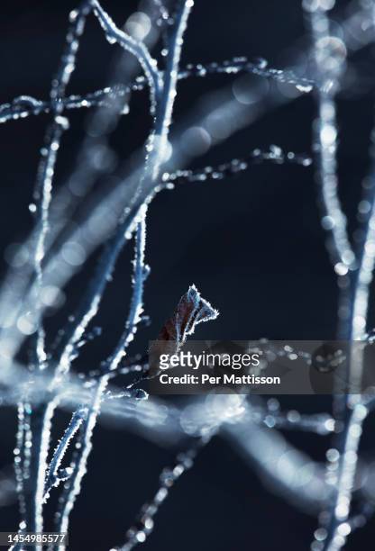 frosty leaf - per mattisson stock-fotos und bilder