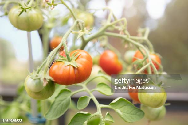 tomatoes - per mattisson stock-fotos und bilder