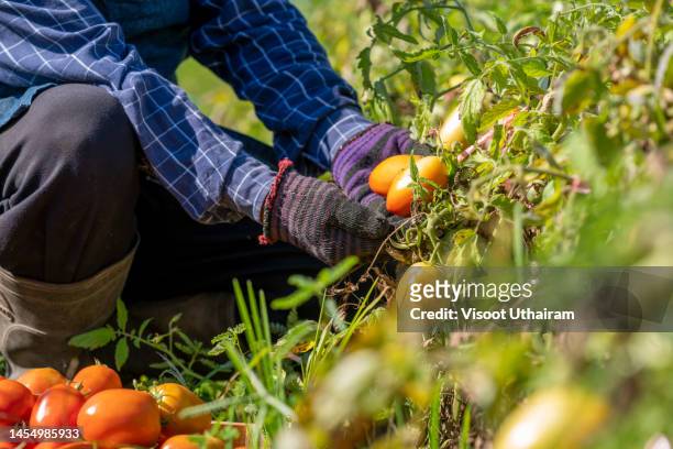man working on an agricultural farm are collects a harvest of ripe tomatoes on a plantation. - botaniste photos et images de collection