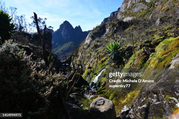 mutinda peak under the blue sky - giant groundsel stock pictures, royalty-free photos & images