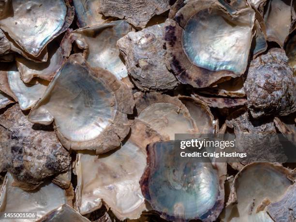 halong bay vietnam - pile of mother of pearl shells - perla fotografías e imágenes de stock