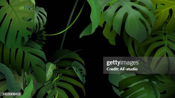 illustrations, cliparts, dessins animés et icônes de monstera jungle green leafs background - exotisme