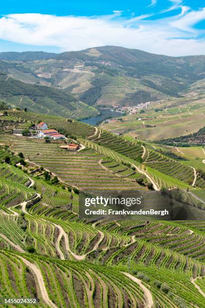 douro valley - parto stock pictures, royalty-free photos & images