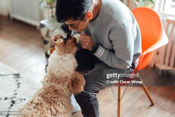 young asian man training his dog at home - baby animal stock pictures, royalty-free photos & images