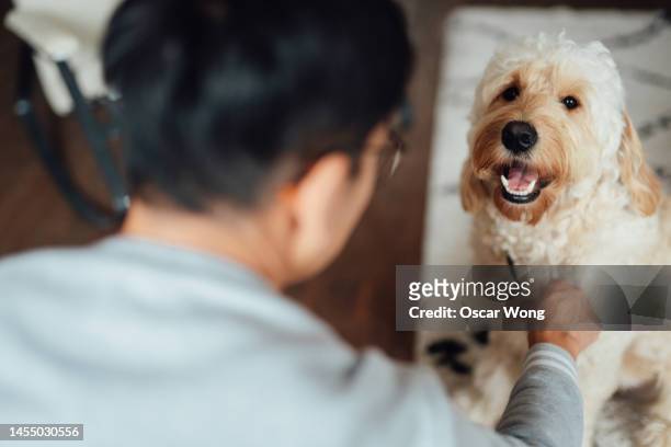 young asian man training his dog at home - animal behavior stock-fotos und bilder