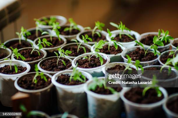 garden plant starts sprouting ready for planting - seedling stock-fotos und bilder