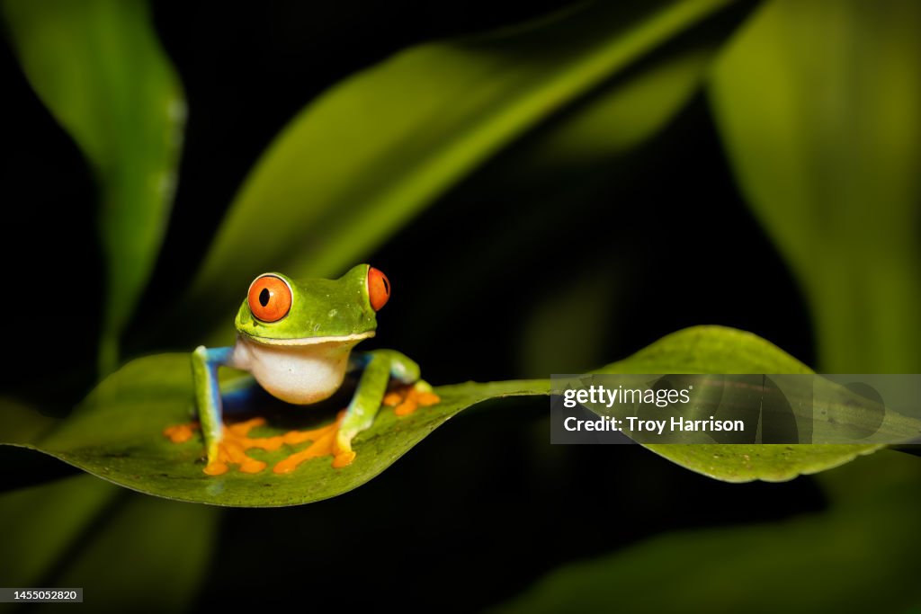 Red-Eyed Tree Frog