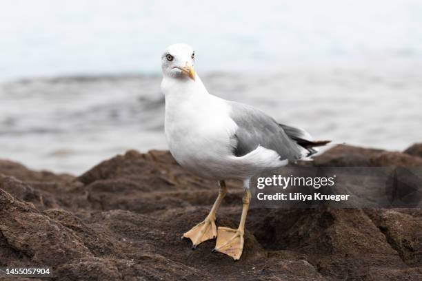 close-up of seagull perching on sea shore. - seagull imagens e fotografias de stock