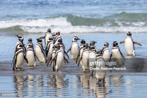 magellanic penguins (spheniscus magellanicus), saunders island, falkland islands - magellan penguin stock pictures, royalty-free photos & images