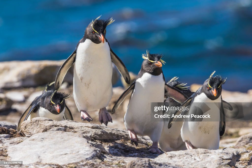 Rockhopper penguins (Eudyptes (chrysocome) chrysocome), Saunders Island, Falkland Islands