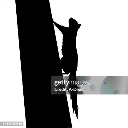 Squirrel On A Tree Silhouette Squirrel On A Tree Silhouette